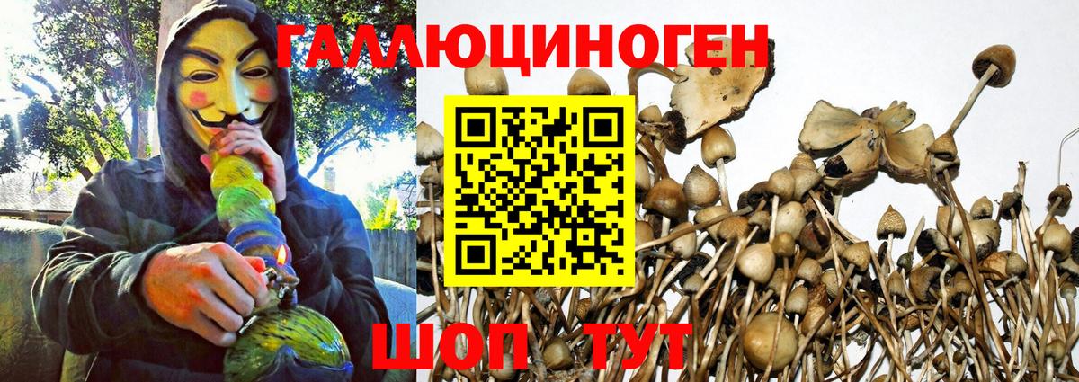 Псилоцибиновые грибы Psilocybe Большой Камень