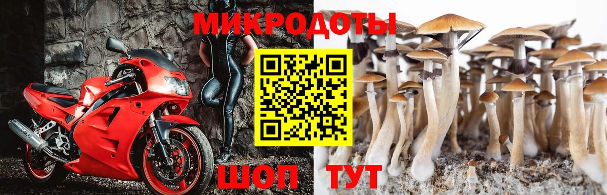 Псилоцибиновые грибы Psilocybe  Большой Камень 